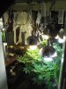 first grow original setup.jpg