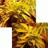 sourd1.gif
