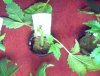root bud 001.jpg