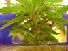 Big Bud-32 days cheated,,,No Stress 088.jpg