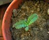 plant 2.jpg