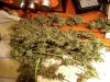 buds.jpg
