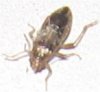 insect1.jpg