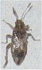 insect2.jpg