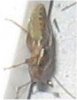 insect3.jpg