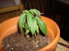 DSC06425.JPG