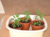 marijuana_seedlings.jpg