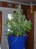 100_1737.JPG