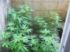 DSCN0748.JPG