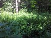 July 14 2014 005.jpg July 14 2014 005.jpg