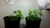20140713_160639.jpg