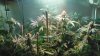 Pro grow Day 39 001.JPG