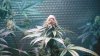 Pro grow Day 39 002.JPG