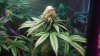 Pro grow Day 39 005.JPG