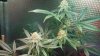 Pro grow Day 39 008.JPG