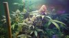 Pro grow Day 39 009.JPG
