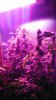 Pro grow Day 39 013.JPG