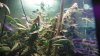 Pro grow Day 39 015.JPG