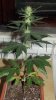 DSCF8419 (360x640).jpg