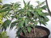 cystartofweek1a.jpg cystartofweek1a.jpg
