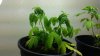 20140721_153733.jpg