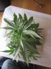 upload_2014-7-22_0-21-26.jpeg