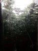 plant7.JPG