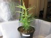 upload_2014-7-22_10-0-24.jpeg