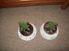 nutes 001.jpg