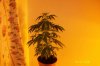 swampdonkey-ie-albums-me-next-grow-picture22670-jack-herer-dat-now-toped.jpg