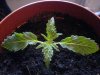 DSC00423.jpg