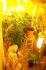 swampdonkey-ie-albums-me-next-grow-picture25813-me-box.jpg