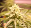PPP-Day25-Flower-2.JPG