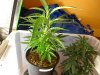 upload_2014-7-24_0-7-17.jpeg