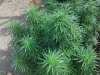 20140726_084711.jpg