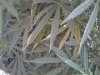 20140726_084723.jpg