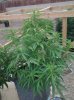 GreenCFlower.jpg