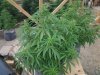 GreenCFlower2.jpg