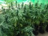 weed.jpg weed.jpg
