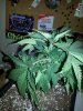 20140730_061723.jpg