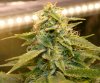 JTR-Day32-Flower-2.JPG