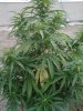 GreenC yellowed.jpg