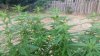 20140801_183648.jpg