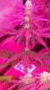 DSCF8449.JPG