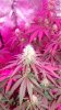 DSCF8447 (360x640).jpg