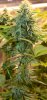 JTR-Day36-Flower-2.jpg