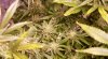 JTR-Day36-Flower-4.JPG