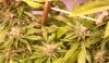 PPP-Day36-Flower-3.JPG
