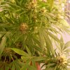 PPP-Day36-Flower-4.JPG