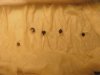 Seed-sprouts.jpg